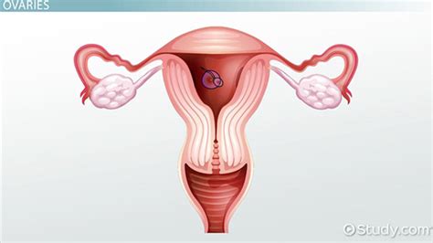 Female Reproductive System Functions And Structures Video