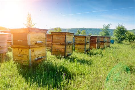 helps   honey bee hives mid west farm report