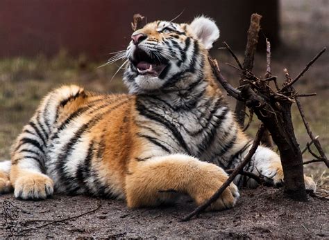 raubkatzen feinde des tigers