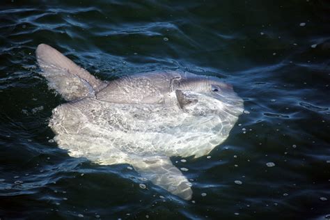 fish   day mola mola  ocean sunfish obx today