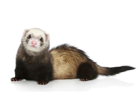 ferrets a rough guide to owning ferrets st kitts vets