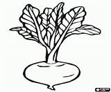 Beet Edible Root sketch template