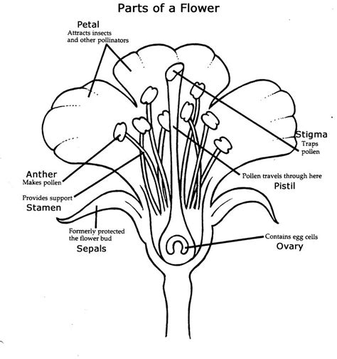 flower parts ideas  pinterest parts   flower identify  flower  plant parts