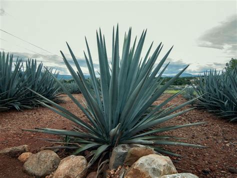 agave plant diseases tips  treating crown rot  agave