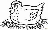 Coloring Chicken Pages Hen Hatching Eggs Egg Printable Drawing sketch template