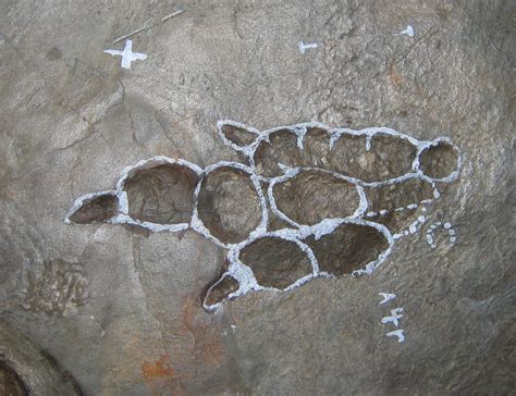 geol  bones   stones fossils  fossilization