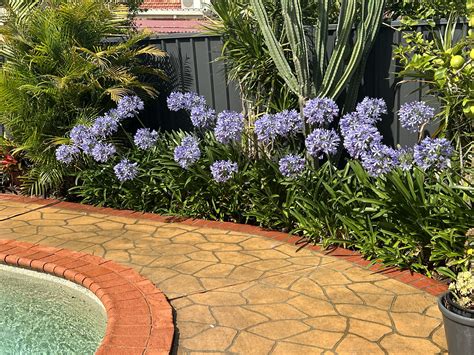 dimi 63 on twitter that time of year 3 weeks when my agapanthus are