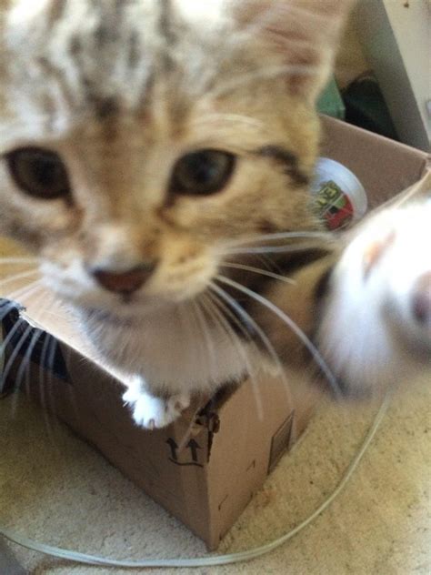 kitten selfie cute overloaded