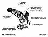 Osprey Eagle Pdf sketch template