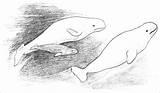 Beluga Baleine Whale Families Coloringbay Coloriages sketch template