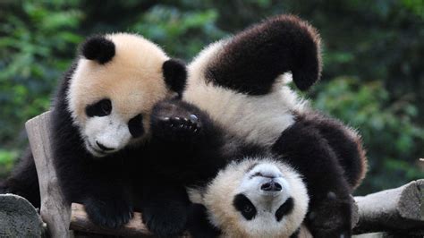 cute baby pandas desktop wallpapers top  cute baby pandas desktop