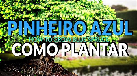 como plantar pinheiro azul   grow blue spruce youtube
