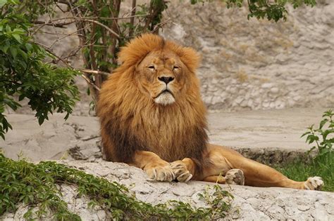 lion animal zoo  photo  pixabay