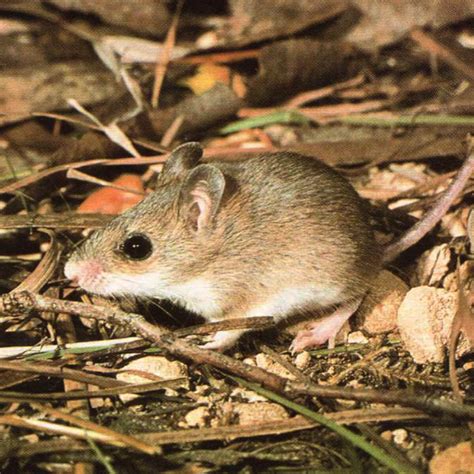 native mouse information behaviour  australian habitats