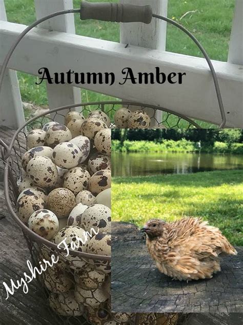 autumn amber coturnix quail hatching eggs myshire quality quail farm