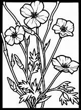 Coloring Clker Clip Large Poppy sketch template