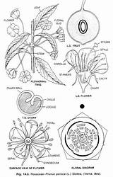 Rosaceae Coloring Designlooter Persica Prunus sketch template