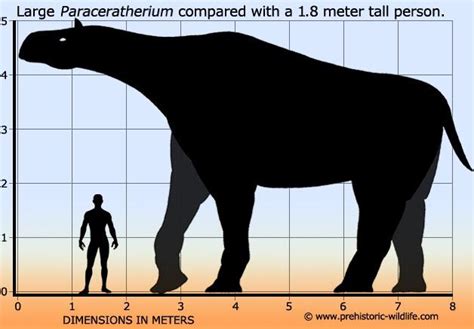 paraceratherium   specimens reaching  meters  height holds