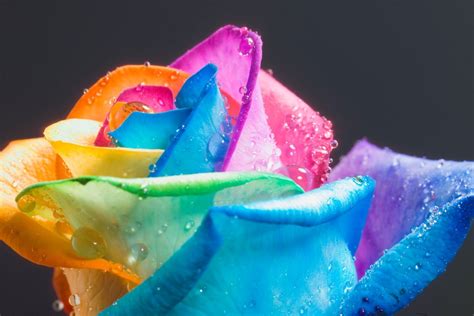 rainbow roses roses image  fanpop