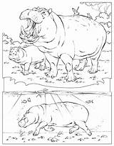 Nilpferd Geographic Ausmalbild Ippopotamo Hippos Hipopotamo sketch template