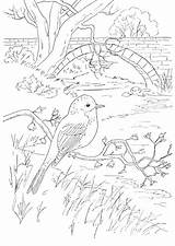 Coloring Pages Vogels Kleurplaat Kleurplaten Birds Voor Adult Insects Etc Drawings Books Vogel Kids sketch template