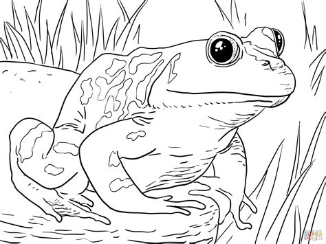 coloring page frog