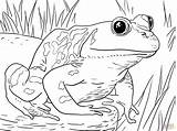 Coloring Pages Animals Zoo Frog Printable Kids Adult Frogs Animal Tadpole Bullfrog Template Print Sheets Book American Froggy Pollywog Drawing sketch template