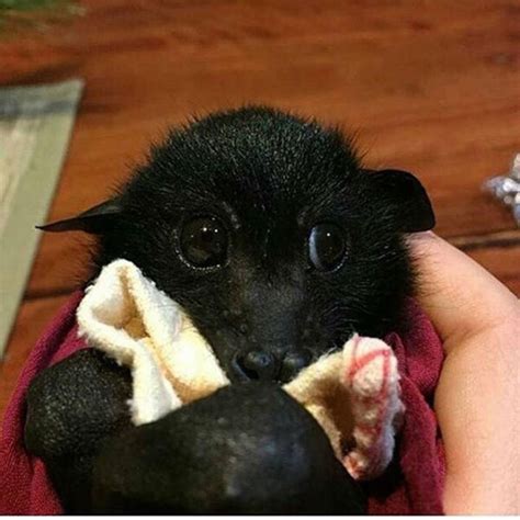 bat rescue organization posted adorable pics  bats  cute