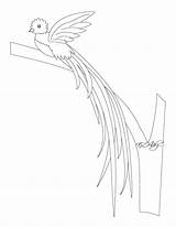 Guatemala Simbolos Patrio Quetzal Patrios Dibujo Volando Ceiba Marimba Bandera Monja sketch template