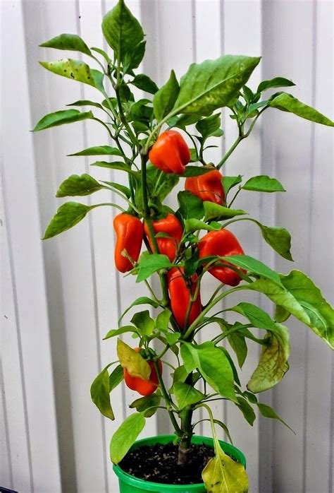 grow chillies peppers  capsicums chilli plant growing capsicum growing peppers