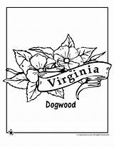 Coloring Flower Virginia State Pages Drawing Getdrawings sketch template