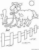Coloring Sheep Fence Pages Kids sketch template