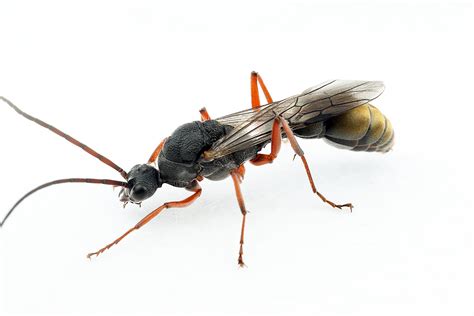 ant  queen gamergate