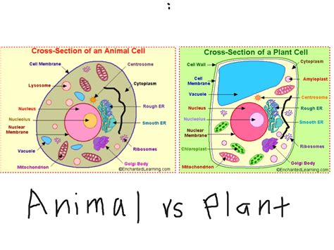 plant cell  animal cell showme