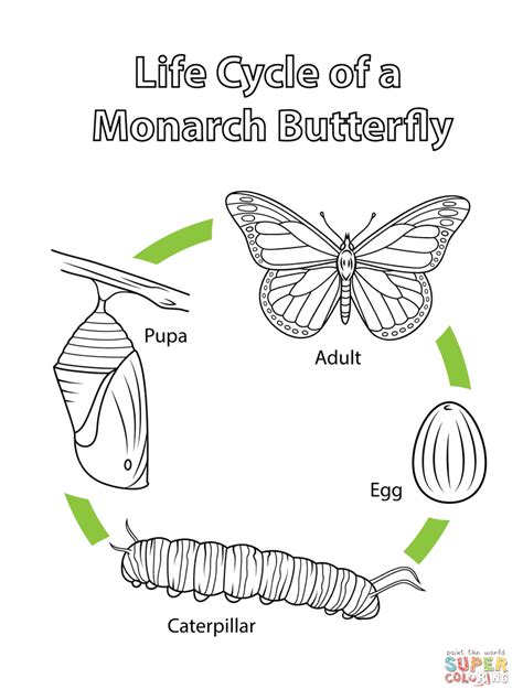 life cycle   monarch butterfly coloring page  db excelcom