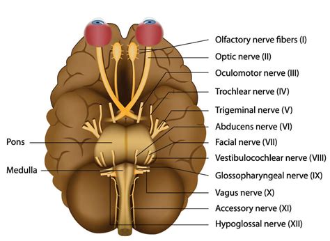 cranial nerves  definitive guide biology dictionary