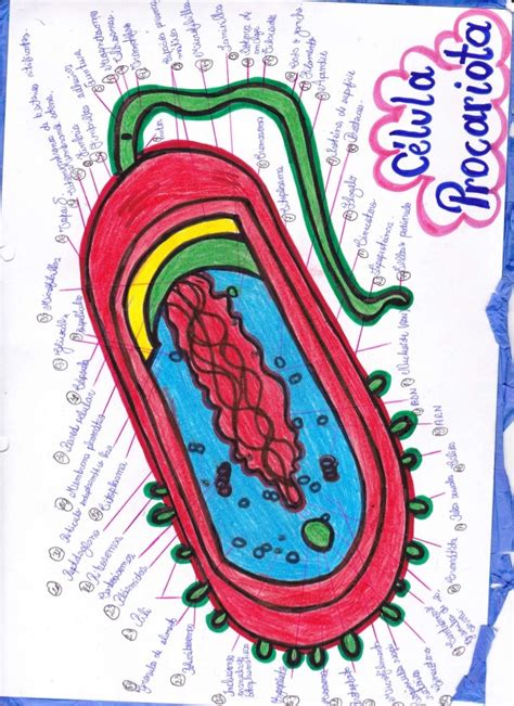 celula procariota