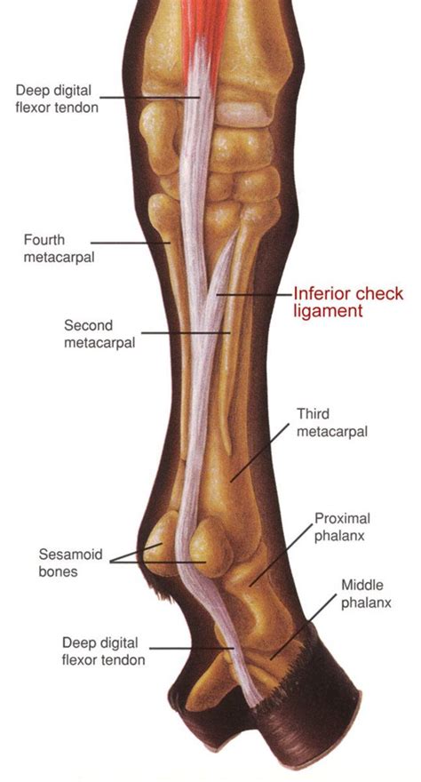 overview   inferior check ligament  horses heres   check ligament