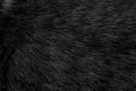black cat fur texture picture  photograph  public domain