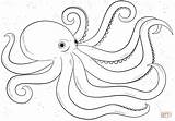 Octopus Polvo Draw Pulpo Oktopus Tintenfisch Krake Pieuvre Karrikatur Supercoloring Birijus Pulpos Crafter Tentacles Malvorlagen Colorironline Kategorien Letzte sketch template