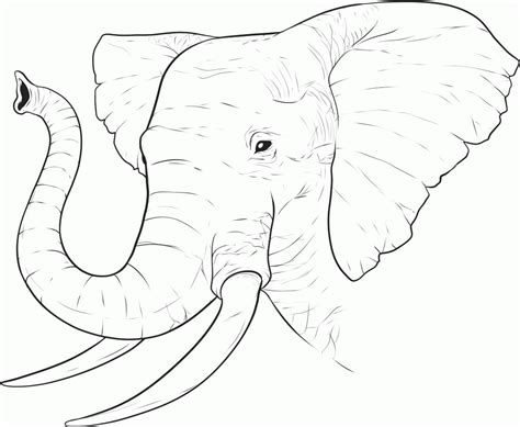 elephant face coloring page coloring home