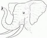 Coloring Elephant Face Realistic Popular sketch template
