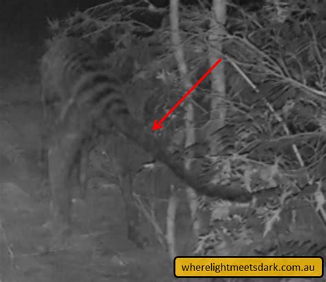 thylacine tasmanian tiger sighting