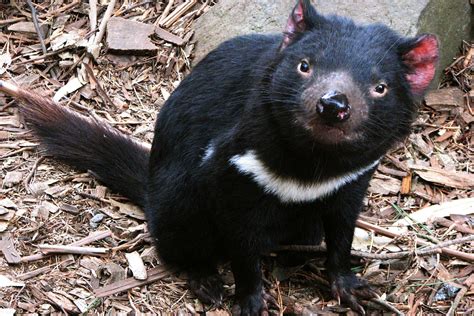 tasmanian devil animal planets   extreme wiki fandom