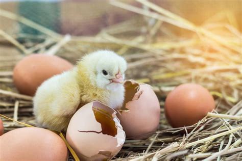 Elever Des Poussins Dans Son Jardin Gamm Vert