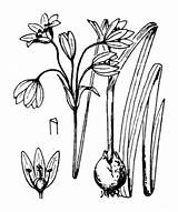 Allium Triquetrum Coste Eflore Tela Designlooter Botanica Napol 1815 Flore sketch template