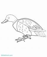 Mallard Duck Coloring Pages Color Library Clipart Sketch Popular sketch template