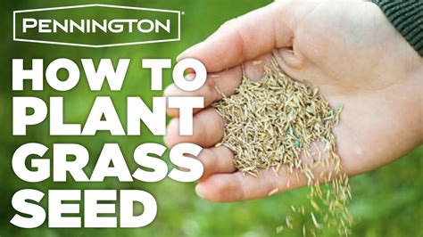 grass seeds reviews    home gear