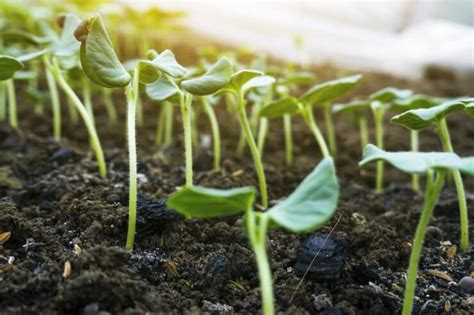 growing okra  seeds  seedlings food gardening network