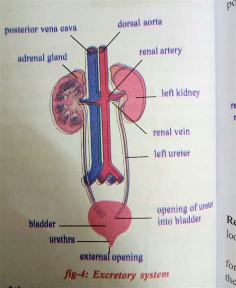 excretory system diagram drawing